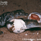 Illustration for article titled Sunday Crocodilian - Crocodylus palustris Edition
